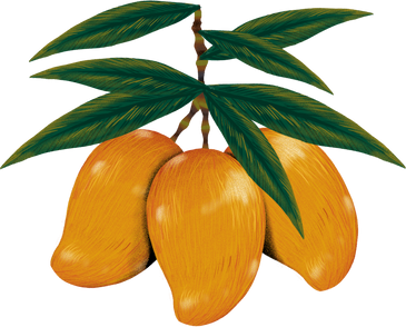 Hand Drawn Tropical Mangoes